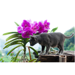 Top 15 Veilige planten voor katten